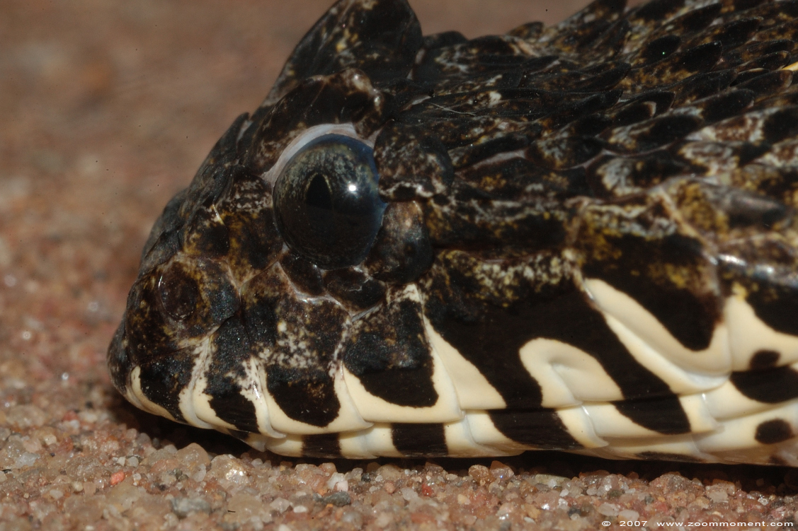 doodsadder ( Acanthophis antarcticus ) death adder
Keywords: Reptielenzoo reptielen slang snake Serpo Nederland Netherlands doodsadder  Acanthophis antarcticus  death adder