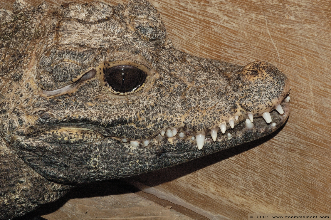 Breedvoorhoofdskrokodil  (Osteolaemus tetraspis  ) dwarf crocodile
Trefwoorden: Reptielenzoo reptielen Serpo Nederland Netherlands krokodil crocodile