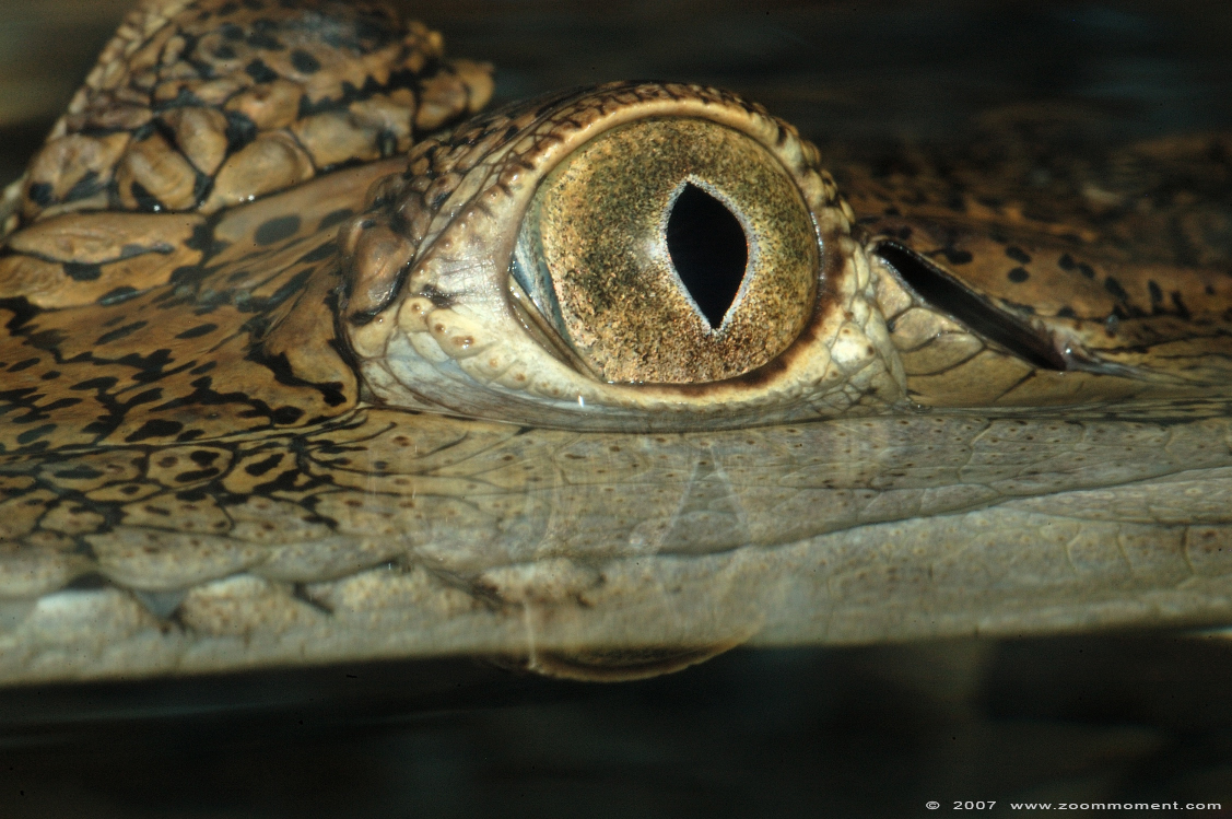 Australische krokodil of zoetwater krokodil ( Crocodylus johnsoni ) Australian freshwater crocodile
Trefwoorden: Reptielenzoo reptielen Serpo Nederland Netherlands zoetwater krokodil Crocodylus johnsoni crocodile Australische krokodil Australian freshwater crocodile