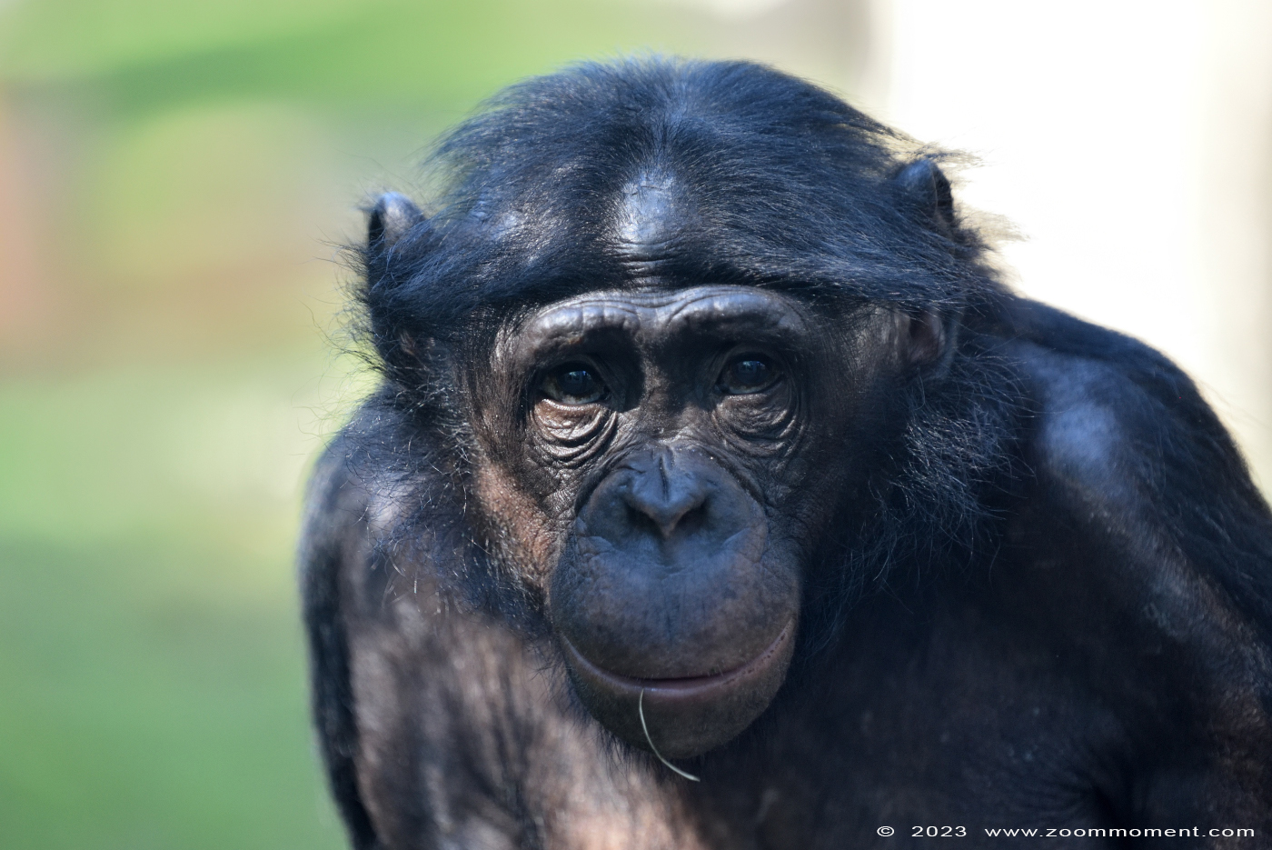 bonobo ( Pan paniscus )
Trefwoorden: Wilhelma Stuttgart Germany bonobo Pan paniscus