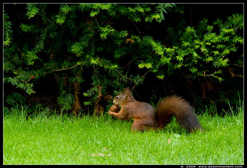rode eekhoorn ( Sciurus vulgaris russus ) squirrel
Trefwoorden: Wilhelma Stuttgart Germany rode eekhoorn Sciurus vulgaris russus squirrel
