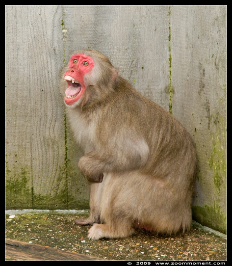 japanse makaak  ( Macaca fuscata )  Japanese macaque
Trefwoorden: Wilhelma Stuttgart Germany japanse makaak  Macaca fuscata Japanese macaque Japanmakak