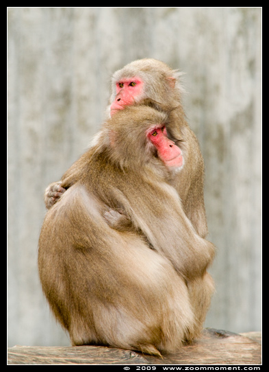 japanse makaak  ( Macaca fuscata )  Japanese macaque
Trefwoorden: Wilhelma Stuttgart Germany  japanse makaak  Macaca fuscata Japanese macaque Japanmakak