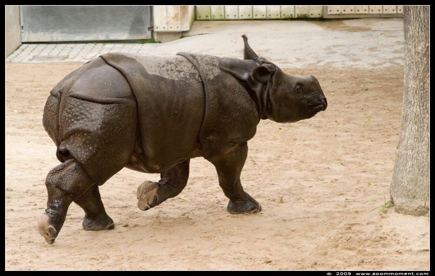 pantserneushoorn  ( Rhinoceros unicornis )  great Indian rhinoceros
Trefwoorden: Wilhelma Stuttgart Germany neushoorn pantserneushoorn  Rhinoceros unicornis great Indian rhinoceros