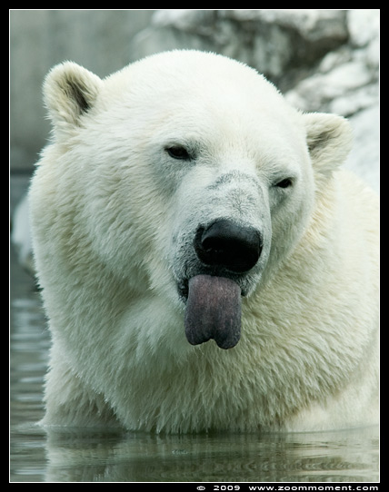 ijsbeer ( Ursus maritimus ) polar bear
Trefwoorden: Wilhelma Stuttgart Germany ijsbeer Ursus maritimus polar bear