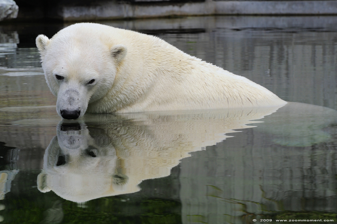 ijsbeer ( Ursus maritimus ) polar bear
Trefwoorden: Wilhelma Stuttgart Germany ijsbeer Ursus maritimus polar bear