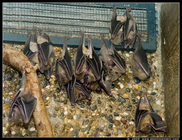 brilbladneusvleermuis ( Carollia perspicillata )   Seba's short tailed bat
Trefwoorden: Wilhelma Stuttgart Germany brilbladneusvleermuis Carollia perspicillata Seba's short tailed bat