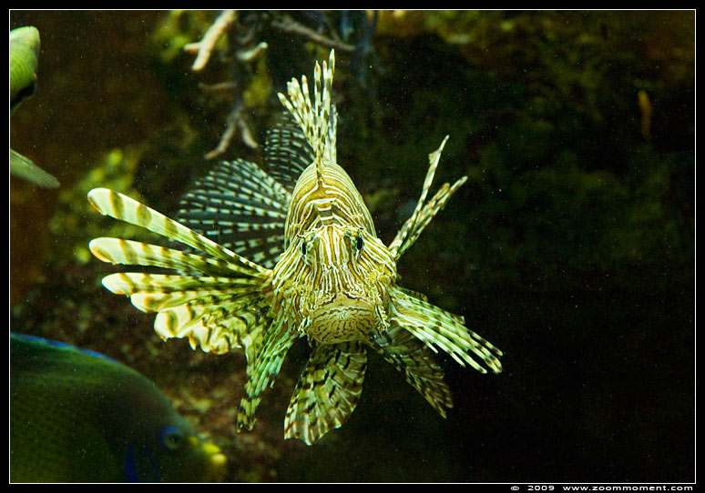 koraalduivel  ( Pterois radiata )  devil firefish
Trefwoorden: Wilhelma Stuttgart Germany koraalduivel  Pterois radiata  devil firefish