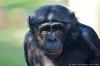 DSC_67982_Wilhelma23_bonoboc.jpg