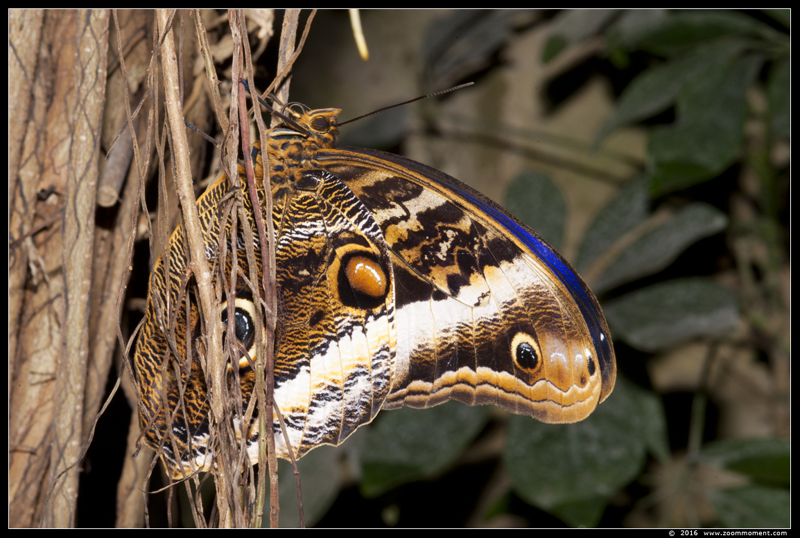 uilvlinder ( Caligo beltrao ) owl butterfly
Trefwoorden: Tropical zoo vlindertuin Berkenhof Nederland Netherlands vlinder butterfly uilvlinder Caligo beltrao owl butterfly
