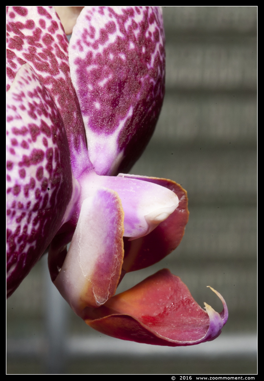 orchidee orchid
Trefwoorden: Tropical zoo vlindertuin Berkenhof Nederland Netherlands orchidee orchid