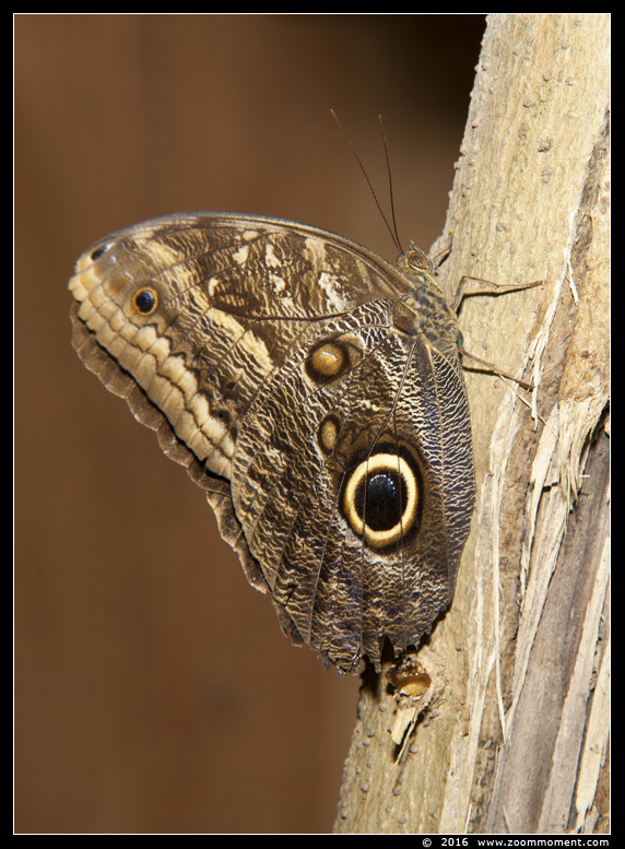 uilvlinder ( Caligo beltrao ) owl butterfly
Trefwoorden: Tropical zoo vlindertuin Berkenhof Nederland Netherlands uilvlinder Caligo beltrao owl butterfly