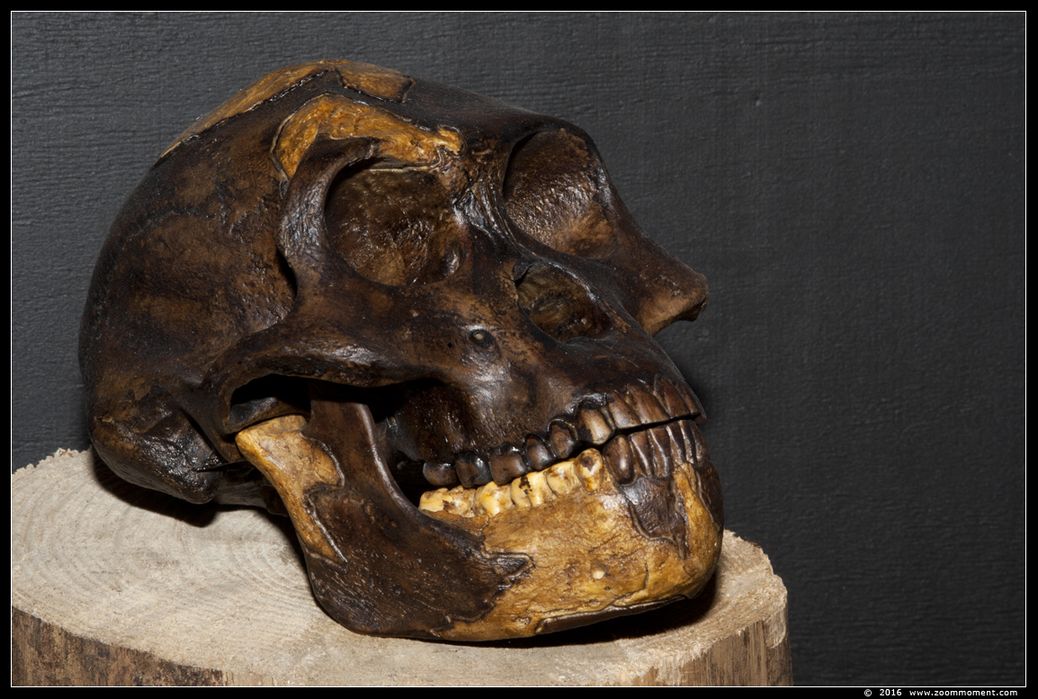 schedel skull
Trefwoorden: Tropical zoo vlindertuin Berkenhof Nederland Netherlands schedel skull