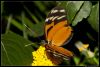 _DSC1926_Berkenhof_vlinder.jpg