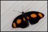_DSC2198_Berkenhof_vlinder.jpg