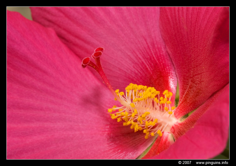 hibiscus
Keywords: Tropical zoo vlindertuin Berkenhof Nederland Netherlands bloem flower red rood hibiscus