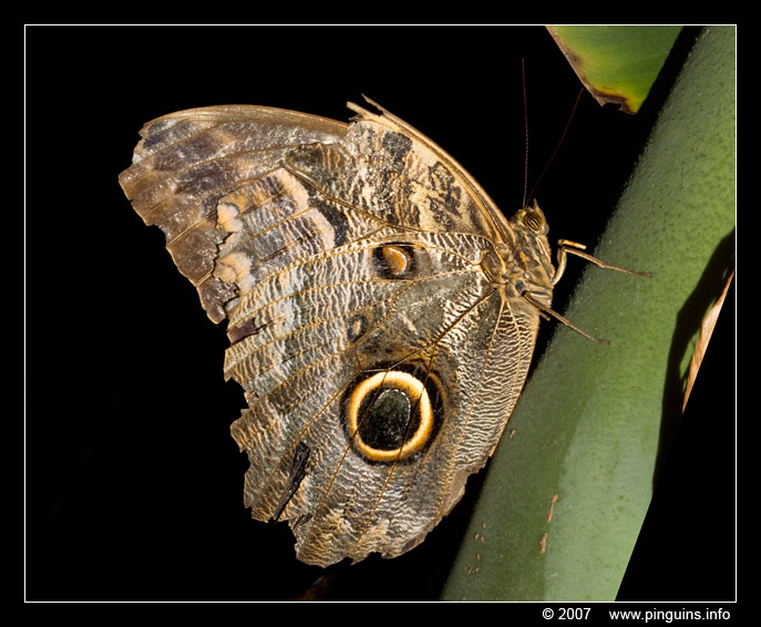 uilvlinder ( Caligo beltrao ) owl butterfly
Trefwoorden: Tropical zoo vlindertuin Berkenhof Nederland Netherlands vlinder butterfly uilvlinder Caligo beltrao owl butterfly