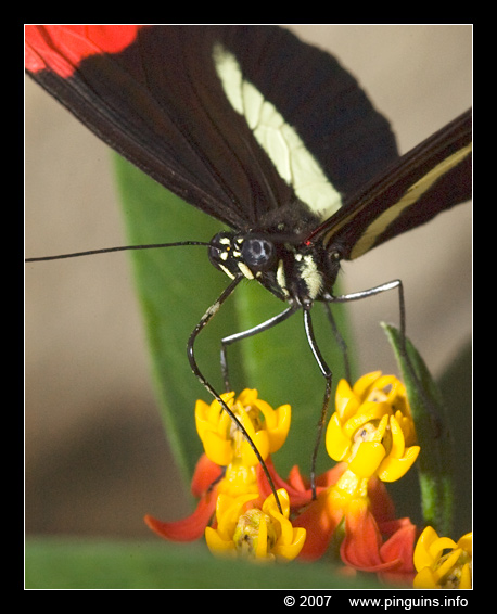vlinder ( Heliconius melpomene ) postman butterfly
Paraules clau: Tropical zoo vlindertuin Berkenhof Nederland Netherlands vlinder butterfly Heliconius melpomene postman butterfly