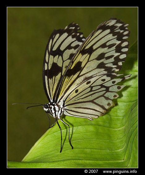vlinder  ( Idea leuconoe )  paper kite or wood nymph
Trefwoorden: Tropical zoo vlindertuin Berkenhof Nederland Netherlands vlinder butterfly Idea leuconoe paper kite wood nymph