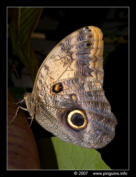 uilvlinder  ( Caligo beltrao )  owl butterfly
Trefwoorden: Vlindertuin Knokke Belgie Belgium vlinder vlinders butterfly uilvlinder Caligo beltrao  owl butterfly