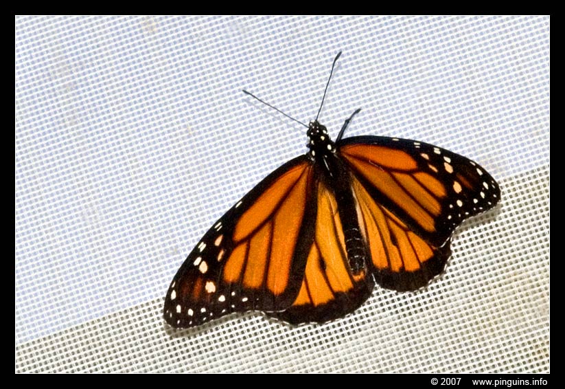 monarchvlinder ( Danaus plexippus )  monarch butterfly
Trefwoorden: Vlindertuin Knokke Belgie Belgium vlinder vlinders butterfly monarchvlinder Danaus plexippus monarch butterfly