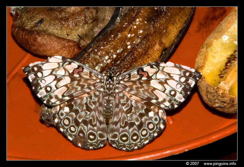 vlinder  ( Hamadryas februa )  cracker butterfly
Trefwoorden: Vlindertuin Knokke Belgie Belgium vlinder vlinders butterfly Hamadryas februa  cracker butterfly