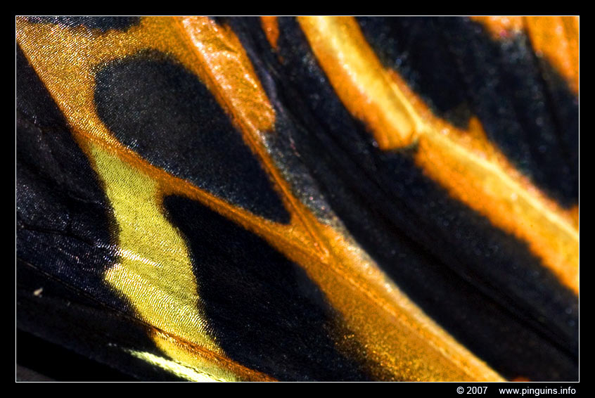 vlinder  ( Heliconius ismenius )  Ismenius longwing
Trefwoorden: Vlindertuin Knokke Belgie Belgium vlinder vlinders butterfly Heliconius ismenius Ismenius longwing