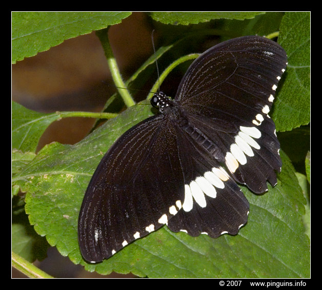 pagevlinder  ( Papilio polytes )  common mormon
Keywords: Vlindertuin Knokke Belgie Belgium vlinder vlinders butterfly pagevlinder Papilio polytes common mormon