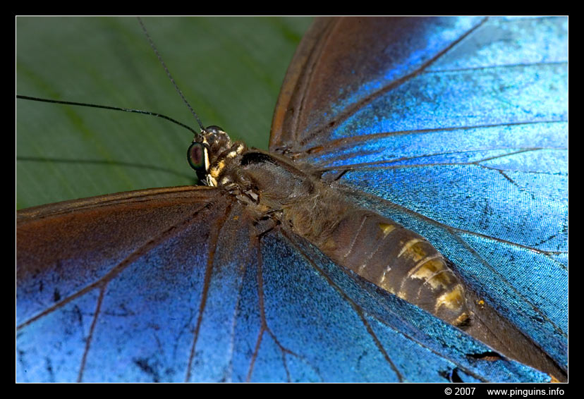 vlinder  ( Morpho peleides  )  blue morpho
Trefwoorden: Vlindertuin Knokke Belgie Belgium vlinder vlinders butterfly Morpho peleides blue morpho