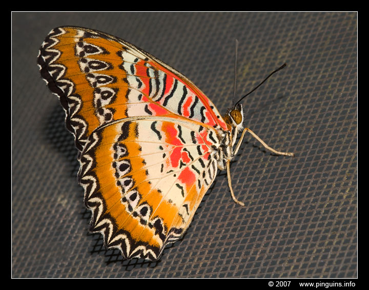 vlinder ( species ? ) butterfly
Vlinderparadijs "Papiliorama" bij Havelte ( Nederland )
Keywords: Vlindertuin vlinderparadijs Papiliorama Havelte Nederland Netherlands vlinder butterfly