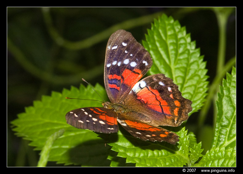 vlinder ( species ? ) butterfly
Vlinderparadijs "Papiliorama" bij Havelte ( Nederland )
Trefwoorden: Vlindertuin vlinderparadijs Papiliorama Havelte Nederland Netherlands vlinder butterfly
