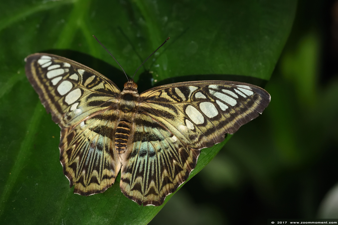 vlinder butterfly
Trefwoorden: Vlindersafari Gemert vlinder butterfly 
