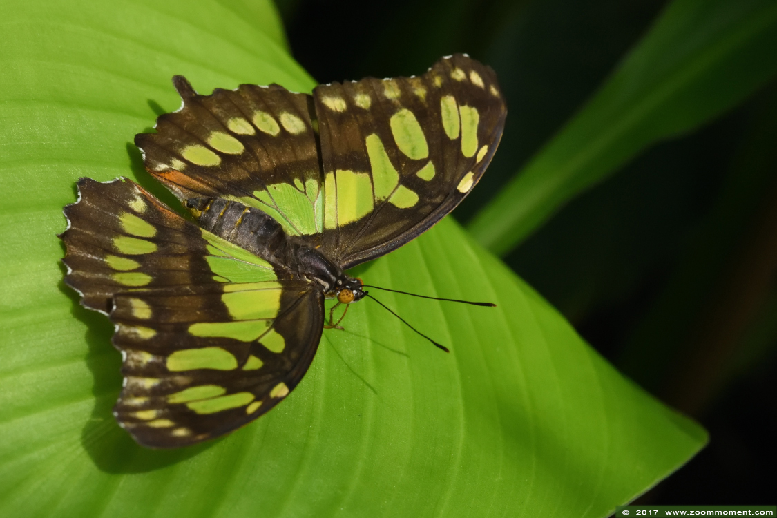 malachiet vlinder ( Siproeta stelenes ) malachite
Trefwoorden: Vlindersafari Gemert vlinder butterfly  malachiet vlinder Siproeta stelenes malachite