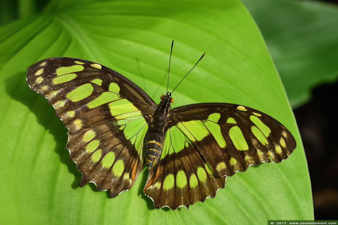 malachiet vlinder ( Siproeta stelenes ) malachite
Trefwoorden: Vlindersafari Gemert vlinder butterfly malachiet vlinder Siproeta stelenes malachite