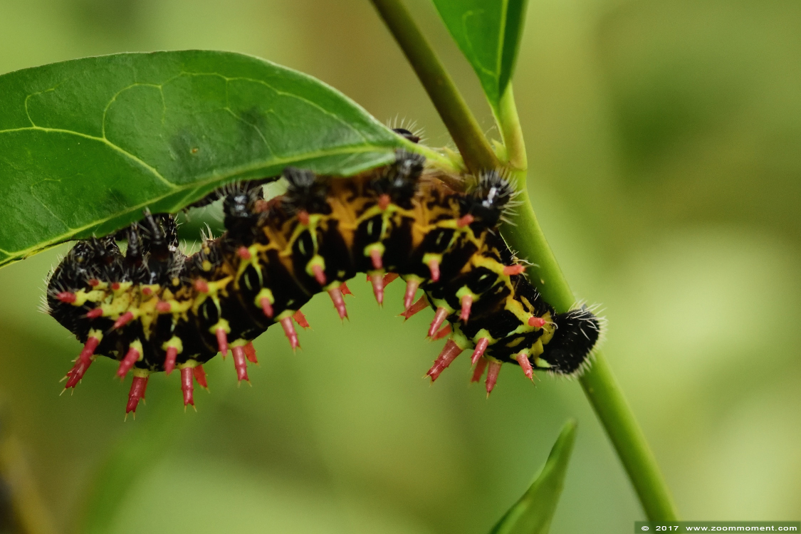 rups   caterpillar 
Trefwoorden: Vlindersafari Gemert vlinder butterfly rups caterpillar 