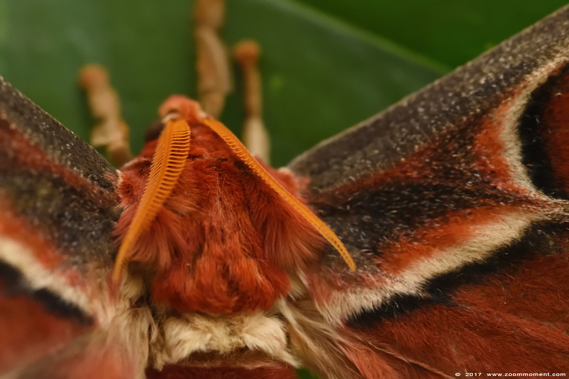 atlasvlinder butterfly
Trefwoorden: Vlindersafari Gemert vlinder butterfly atlasvlinder 