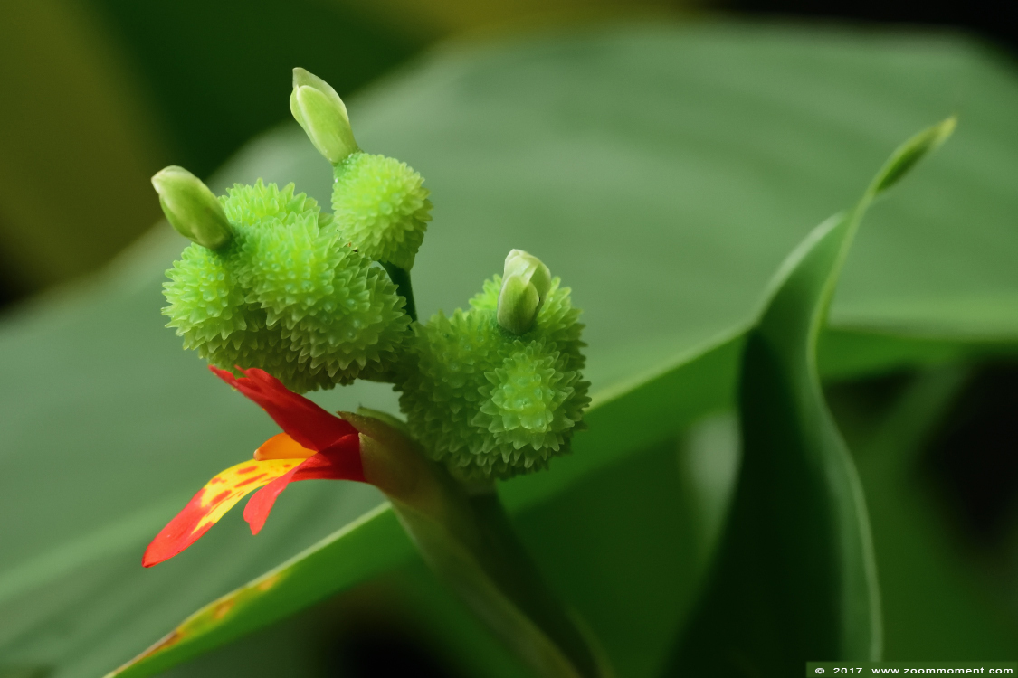 bloem flower
Trefwoorden: Vlindersafari Gemert bloem flower