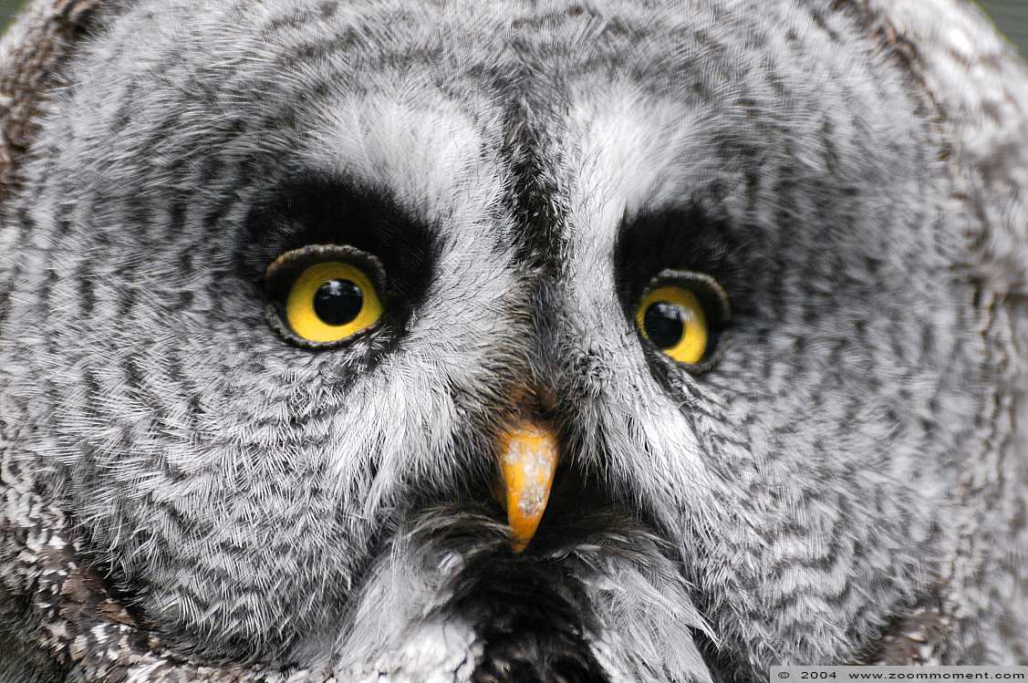 laplanduil  ( Strix nebulosa )  great grey owl
Trefwoorden: Vogelpark Walsrode zoo Germany Strix nebulosa Laplanduil great grey owl uil vogel bird