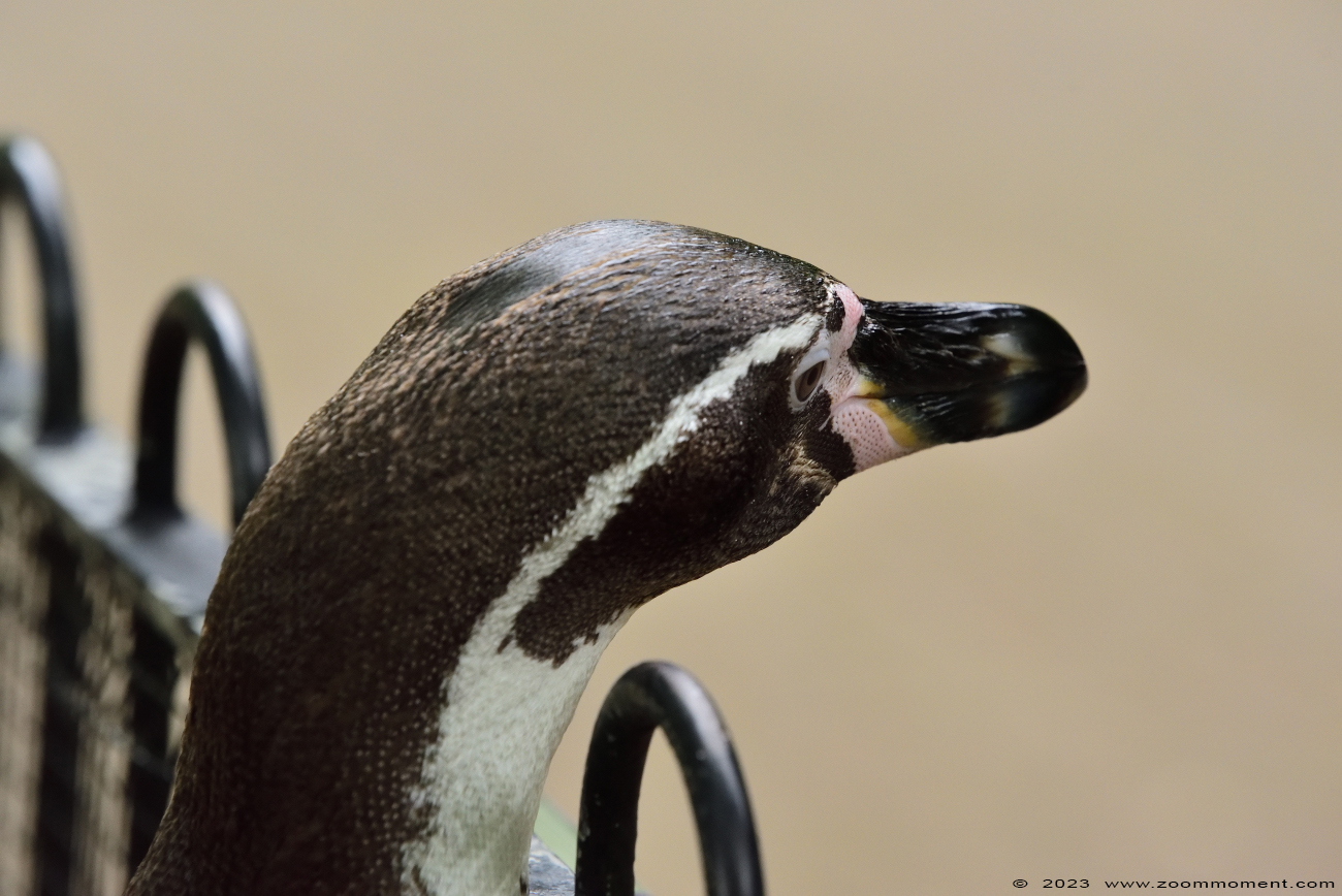 humboldtpinguïn ( Spheniscus humboldti ) humboldt penguin
 

Trefwoorden: Vogelpark Walsrode zoo Germany humboldtpinguïn Spheniscus humboldti humboldt penguin