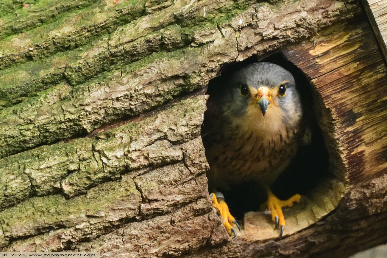 torenvalk ( Falco tinnunculus ) common kestrel Turmfalke
Trefwoorden: Vogelpark Walsrode zoo Germany torenvalk Falco tinnunculus kestrel Turmfalke vogel bird