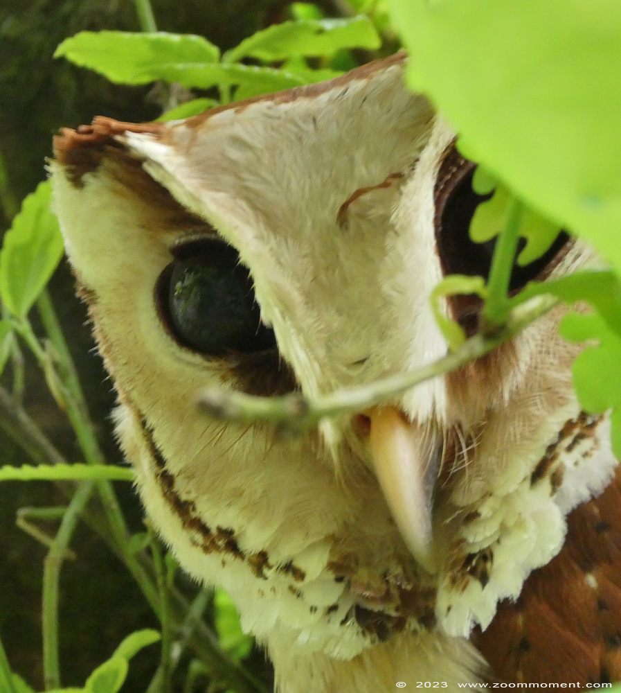 bruine uil ( Phodilus badius )  oriental bay owl
Trefwoorden: Vogelpark Walsrode zoo Germany bruine uil Phodilus badius oriental bay owl