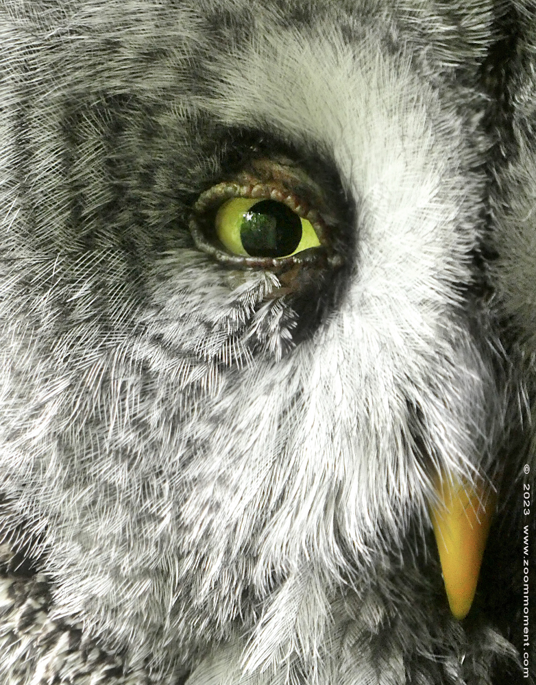 laplanduil ( Strix nebulosa ) great grey owl
Trefwoorden: Vogelpark Walsrode zoo Germany laplanduil Strix nebulosa great grey owl