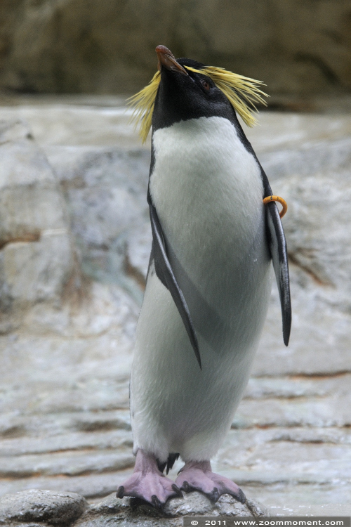 rotsspringer of geelkuifpinguïn ( Eudyptes chrysocome ) rockhopper penguin
Trefwoorden: Wenen zoo rotsspringer geelkuifpinguïn Eudyptes chrysocome rockhopper penguin