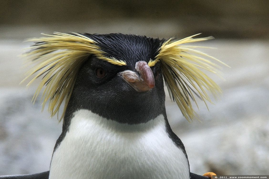 rotsspringer of geelkuifpinguïn ( Eudyptes chrysocome ) rockhopper penguin 
Trefwoorden: Wenen zoo rotsspringer geelkuifpinguïn Eudyptes chrysocome rockhopper penguin