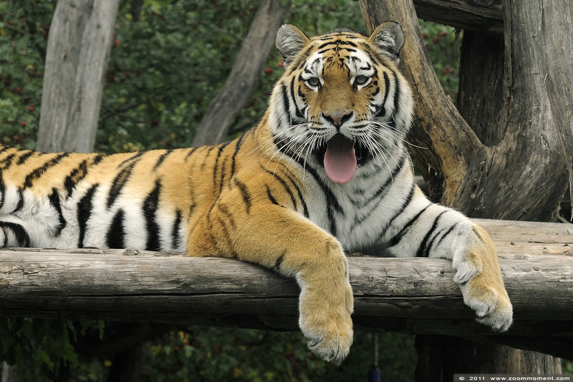 Siberische tijger of amoer tijger  ( Panthera tigris altaica ) Siberian tiger 
Trefwoorden: Wenen zoo Siberische tijger amoer tijger Panthera tigris altaica Siberian tiger