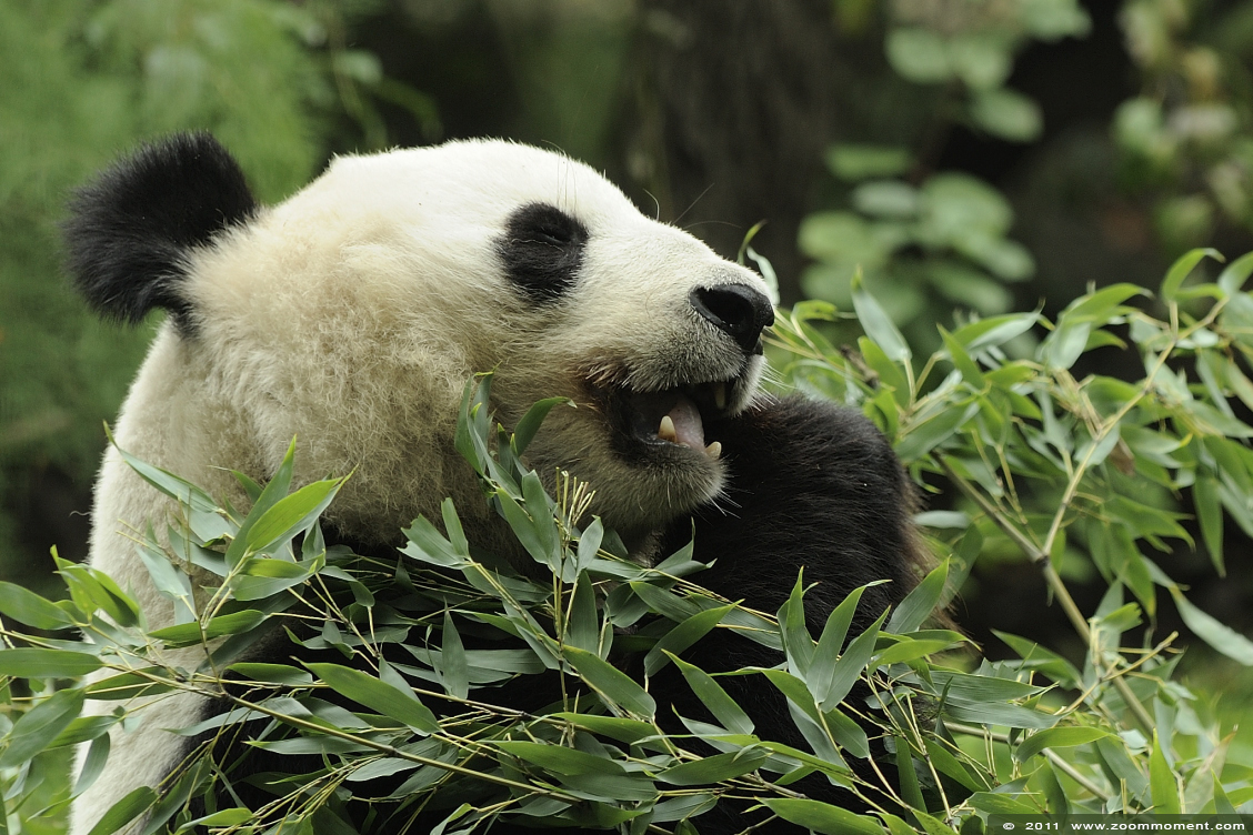 reuzenpanda ( Ailuropoda melanoleuca ) giant panda
Trefwoorden: Wenen zoo reuzenpanda Ailuropoda melanoleuca giant panda