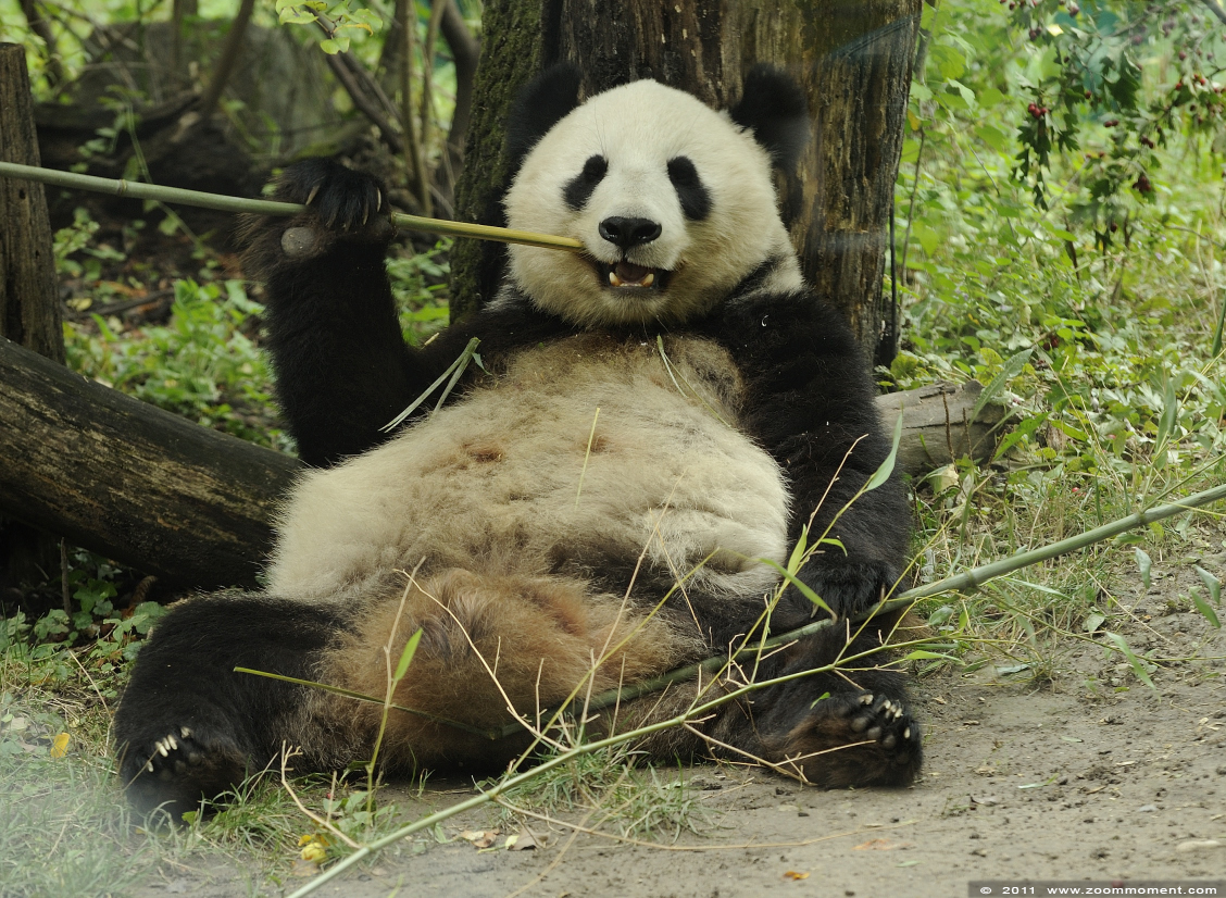 reuzenpanda ( Ailuropoda melanoleuca ) giant panda 
Trefwoorden: Wenen zoo reuzenpanda Ailuropoda melanoleuca giant panda