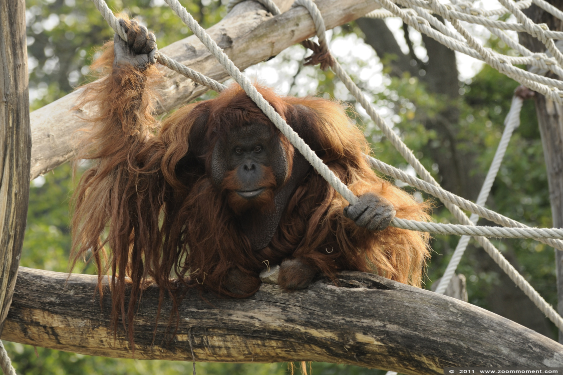 orang oetan ( Pongo pygmaeus ) Bornean orangutan
Trefwoorden: Wenen zoo orang oetan Pongo pygmaeus orangutan