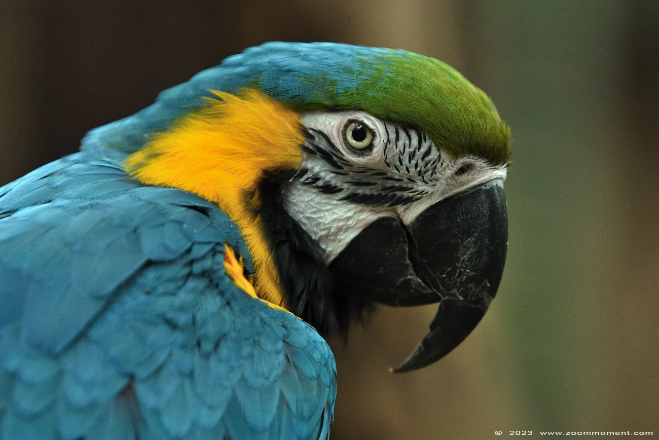 blauwgele ara ( Ara ararauna ) blue-and-yellow macaw
Trefwoorden: Wonderwereld Ter Apel Nederland blauwgele ara Ara ararauna blue-and-yellow macaw