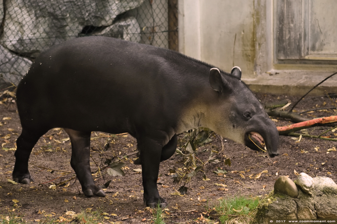 Midden-Amerikaanse of Bairds tapir ( Tapirus bairdii )  Bairds tapir
Trefwoorden: Wuppertal zoo Midden-Amerikaanse Bairds tapir Tapirus bairdii